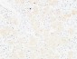 CD13 Polyclonal Antibody
